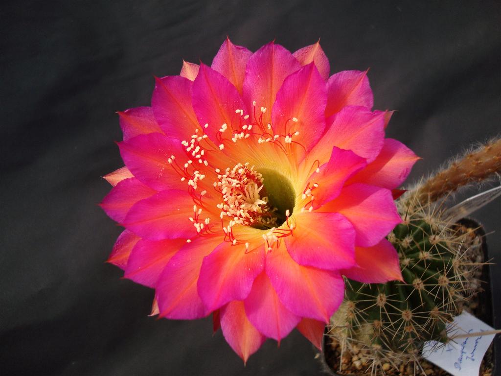 Eigene Echinopsis/Serape 4.0.jpg